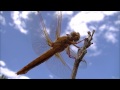 Dragonfly up close