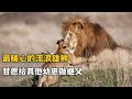 流浪雄狮入侵其他狮群 不仅没有杀害狮群的幼崽 反而做起了干爹 動物故事 動物 動物狩獵 野生動物 大自然 老虎 獅子 鬣狗 流浪雄狮入侵其他狮群 不仅没有杀害狮群的幼崽 反而做起了干爹 動物故事 動物 動物狩獵 野生動物 大自然 老虎 獅子 鬣狗