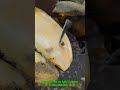 Cow Hoof BURSTS Open 😱 Huge Abscess Drainage &amp; Deep Cavity Cleaning