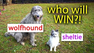 Irish Wolfhound VS Sheltie RACE