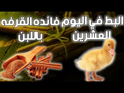 البط في اليوم العشرين وفائدة القرفة باللبن خير بلدنا مع اسلام
