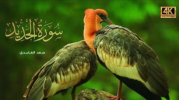 سورة الحديد | القارئ سعد الغامدي تلاوة هادئة و حزين، ماشاءالله 🥺