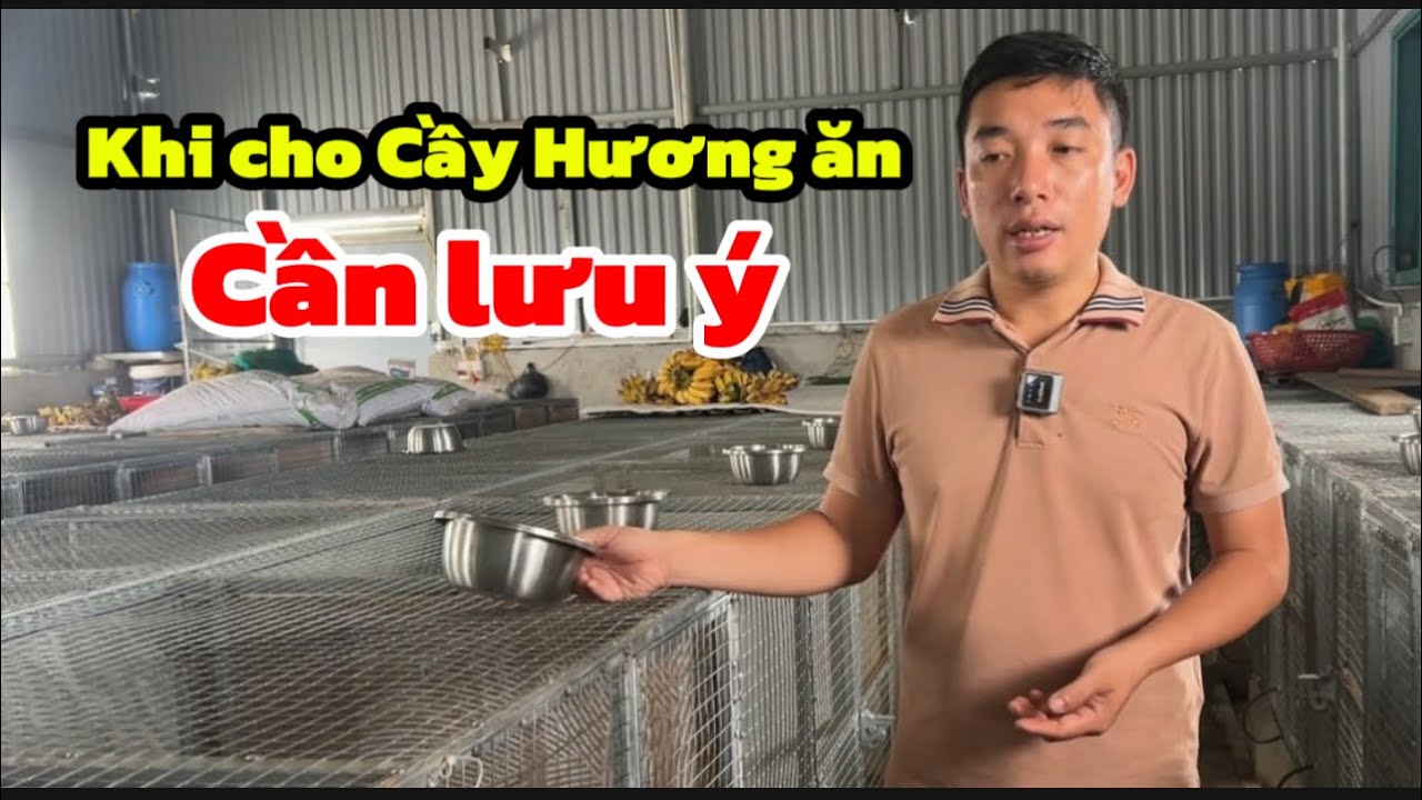 Những Lưu Ý Nho Nhỏ Khi Nuôi Cầy Hương