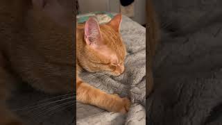 Tony loves to settle in with his blankie! #cat #orangecat #makingbiscuits
My sweet boy Tony after a long day of playing and making mischief! Tony loves to settle in with his blankie! #cat #orangecat #makingbiscuits