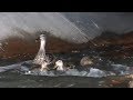 Ducks swimming against the current in canal