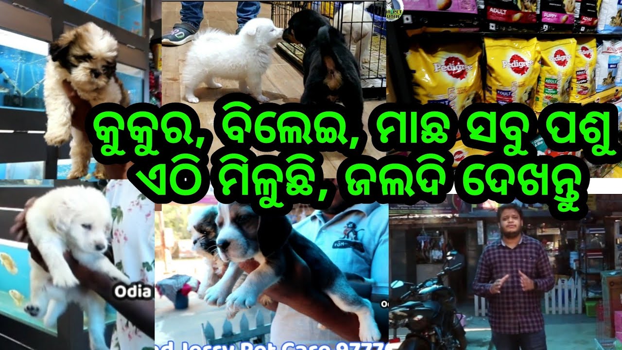 Odia pet shop Dog, cat fish best breed with genuine price, best quality and all dog cat accessories