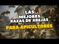 ⚠ ¡ATENCIÓN! Estas Son Las RAZAS de Abejas Mas Fascinantes del Mundo