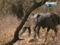 Gir National Park India - Discovery Channel - "Gir - Realm of Asiatic Lion" - Part 3