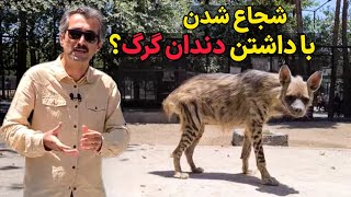 خرافات بلای جان حیوانات