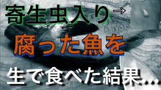 寄生虫が湧いてる腐りかけのクロソイを生で食べてみた結果…
