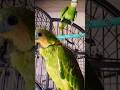 #amazon #cute #subscribe #song #shorts #short #funny #fyp #foryou #birds #cute #video #viral #pets