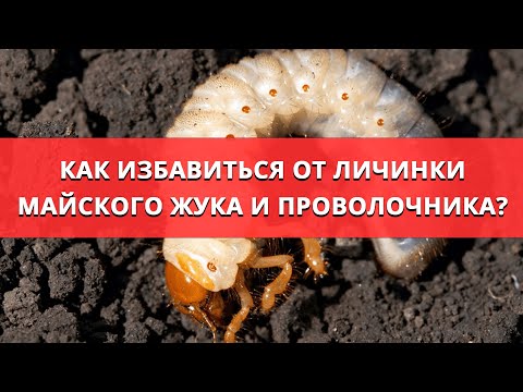 Посадите сидерат чтобы забыть о личинке майского жука и проволочника.