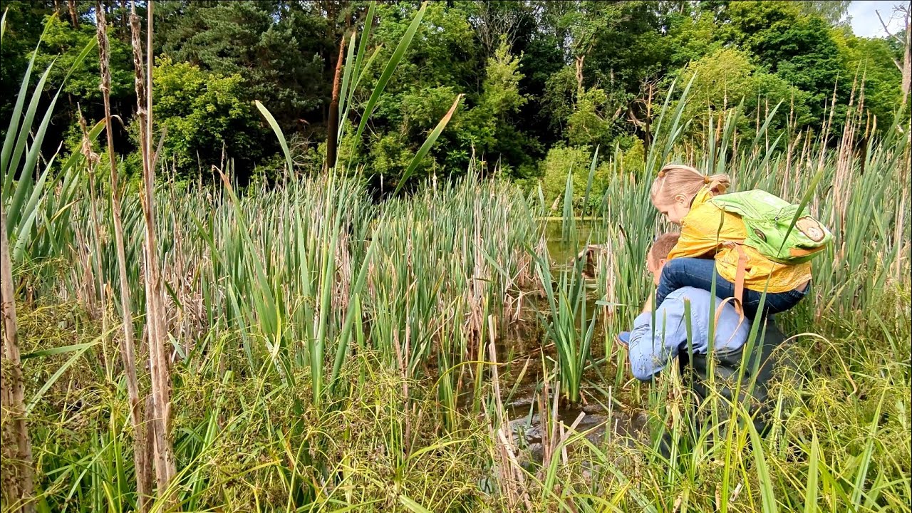 Ловим карасей и запускаем в садовый пруд