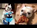 Подборка милых видео французского бульдога | Bulldog funny videos