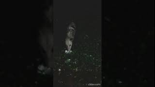 Opossum  up from the river bluffs  eating  during a  "there's a Moon out tonight" Harpeth River TN 🎶