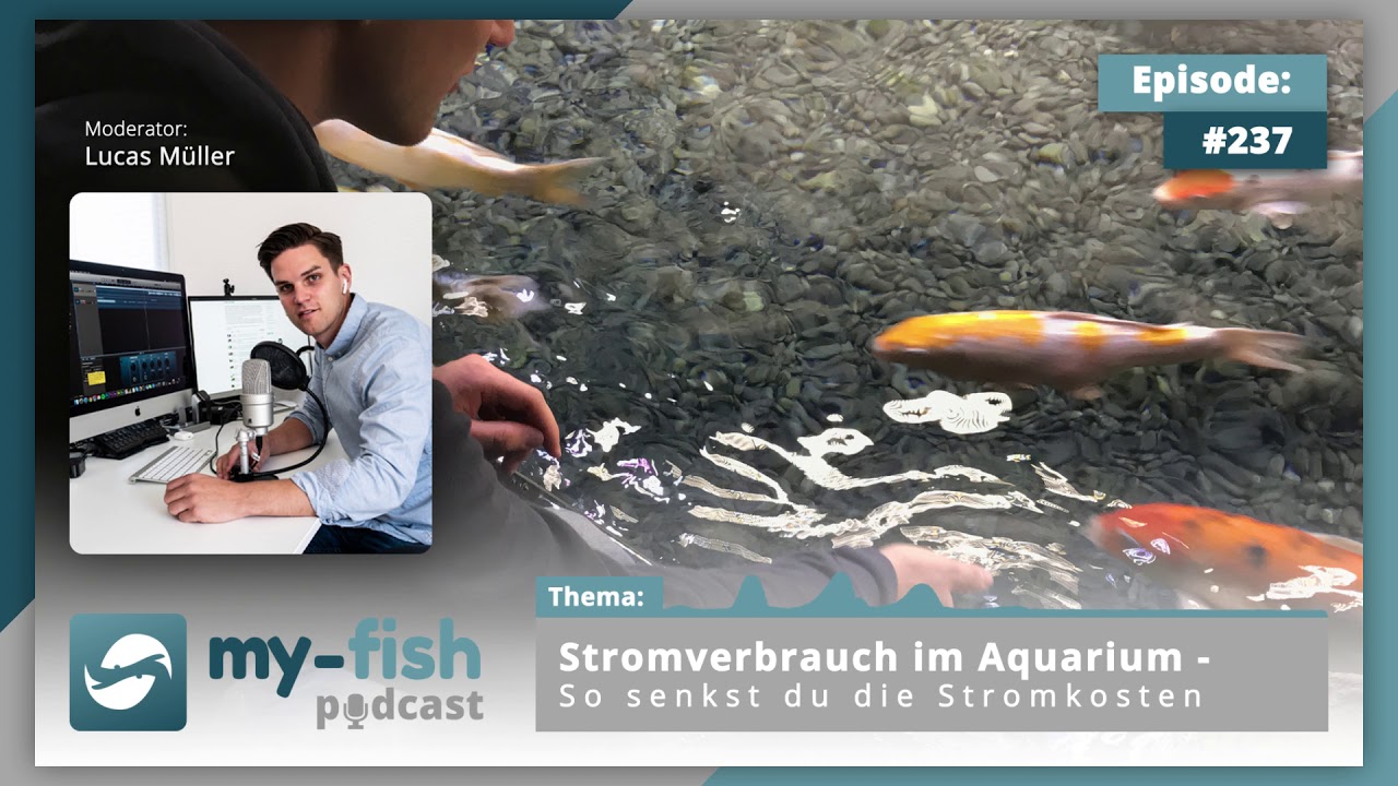 ⚡Stromverbrauch⚡ im Aquarium So senkst du die