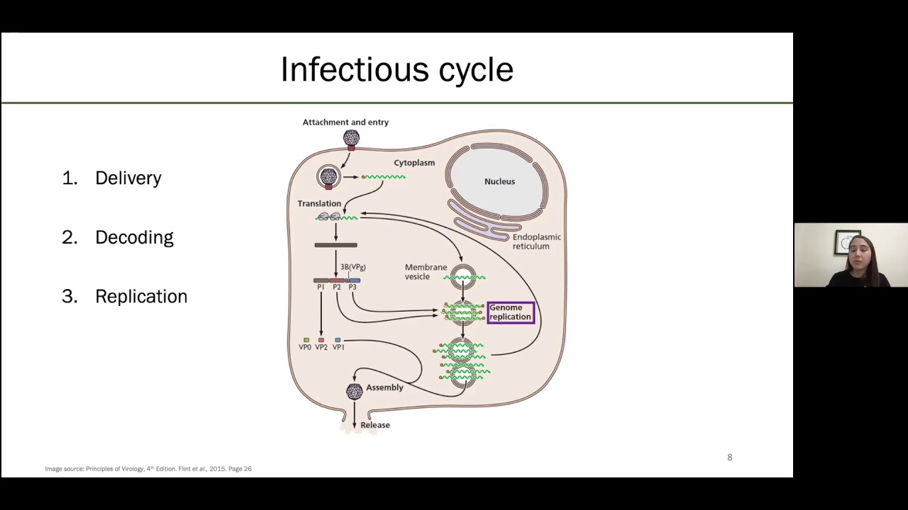 El Zoominario: Unraveling protein production mechanisms in plant viruses -- Helena Jaramillo Mesa