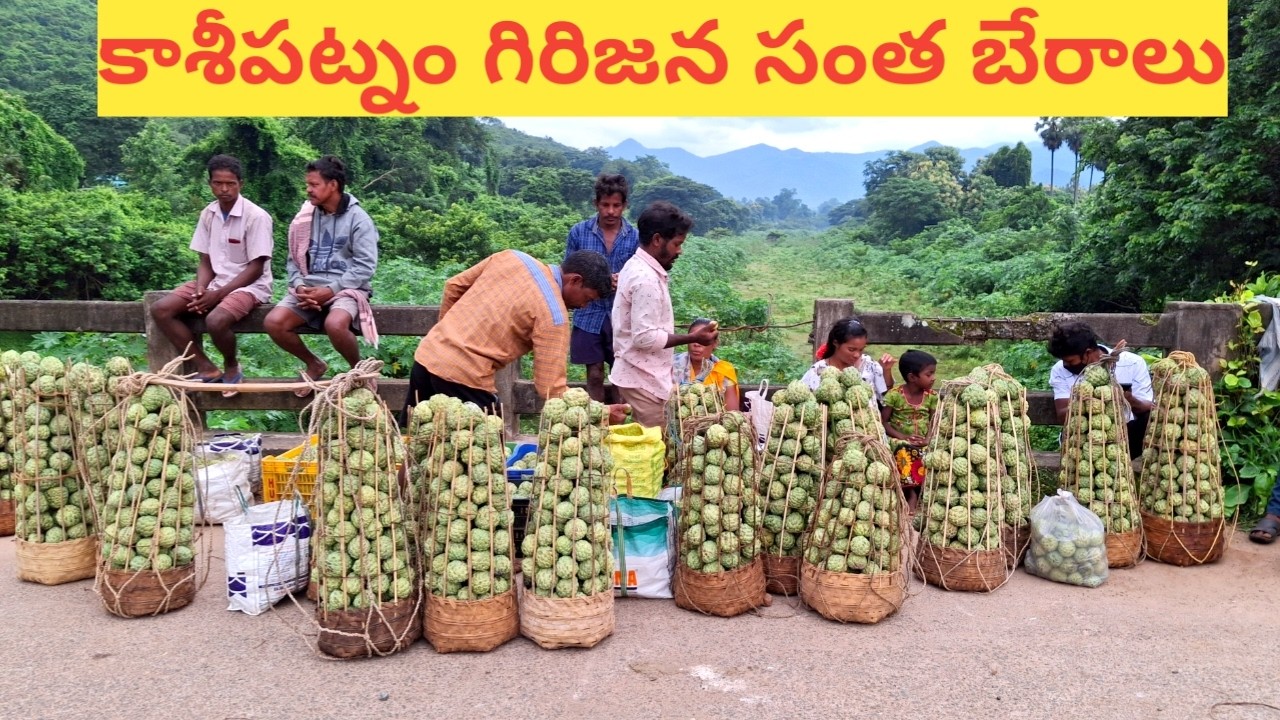 కాశీపట్నం సంతలో సీతాఫలాలు ధరలు || custard apple in kasipatnam tribal market || kasipatnam santha