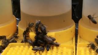 Why Wikipedia is wrong about Honey Bees Must Watch