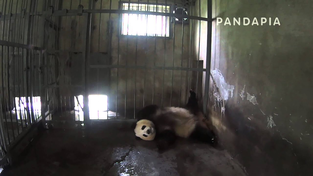 pandas merge pandapia 20140705-095300-太陽產房-毛毛 毛毛悠閑的躺在地上翹著腿休息2