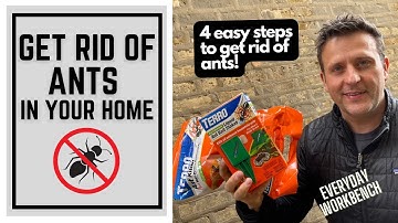 How to get rid of ants in your home. 4 easy steps to making your home ant free!