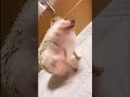 Cute Animals Dancing, Washing & More! Must Watch! #shorts