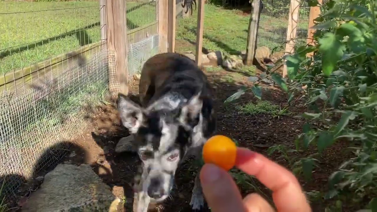 Dog Eats Tomato From Garden
