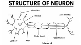 Neuron Structure Diagram Drawing | Structure of Neuron Labeled Diagram | Biology Project for School