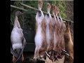 СУМАСШЕДШЕЕ открытие охоты на зайца 2018 / отличная охота