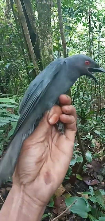 Burung awon awon gacor ,@cipungchannel8202