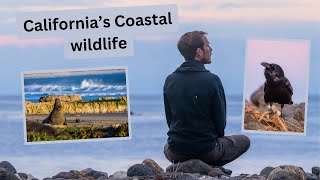 Photographing California's Coastal Wildlife. So many animals in a single day of photography! by Jimmy Breitenstein 1,118 views 3 months ago 8 minutes, 31 seconds