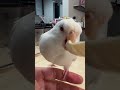 まろルクチャンネル｜オカメインコ “ まろ ” と “ ルク ” の日常。｜2025.01.14｜Shot On Apple iPhone 15 Pro Max｜#shorts