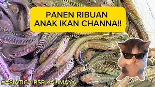 PANEN RIBUAN ANAK IKAN CHANNA!! PASTI CUANN 😎😎😎