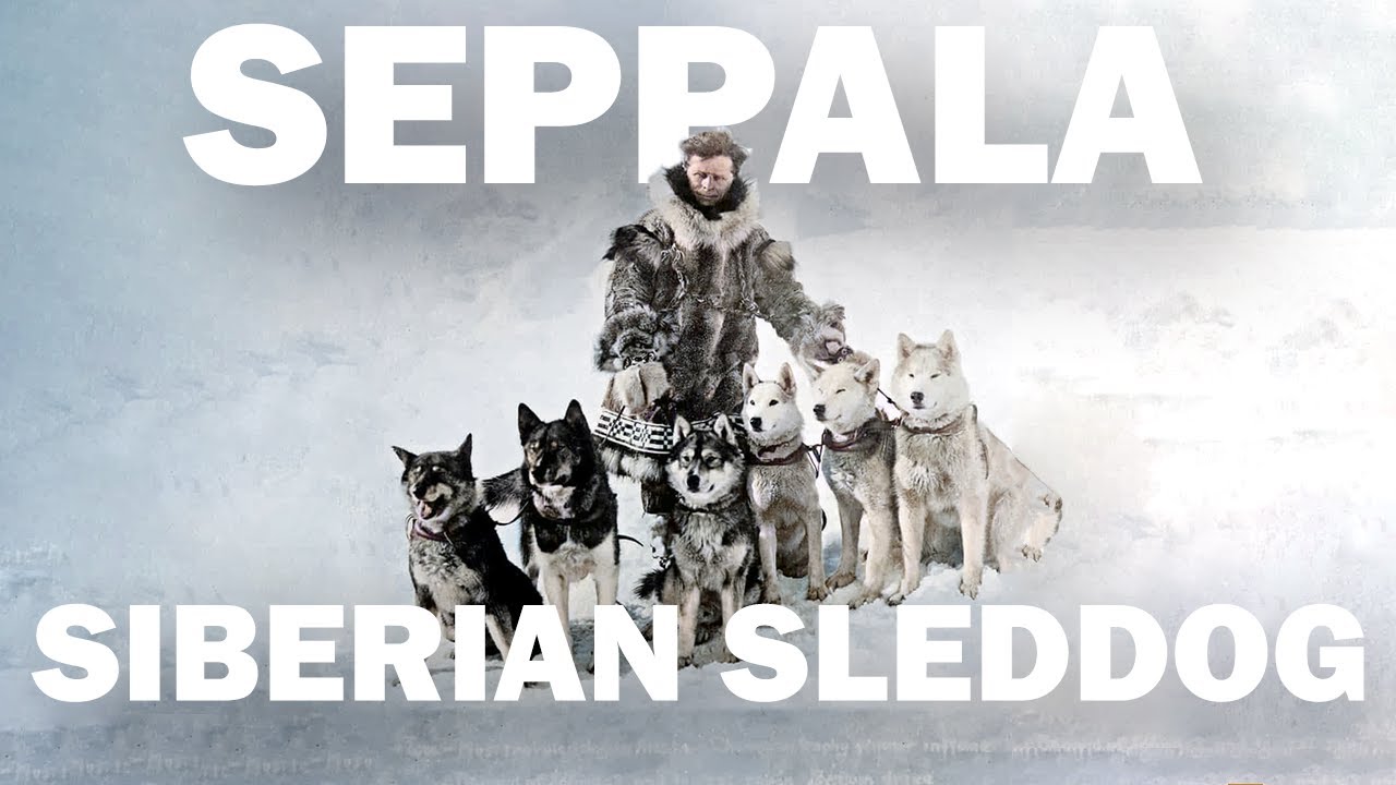are seppala siberian sleddog good with kids