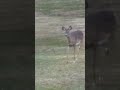 Whitetail Deer Behind The House