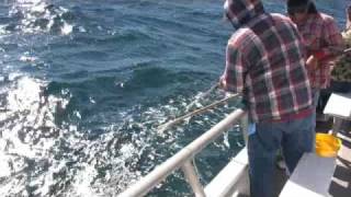 All day fishing on the Gulf Queen (Queen Fleet)