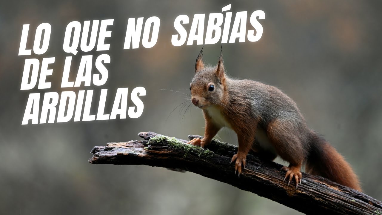 El Mundo de las Ardillas. 