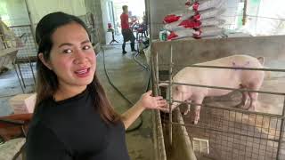 Paano maiiwasan ang mummyfied piglet? Parvovirus  (2nd dose)