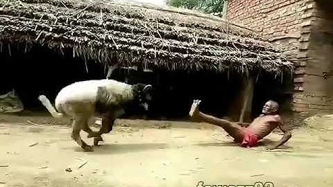 Kakek Salto