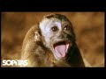 The Flaming Lips - Powerless