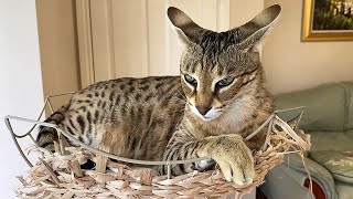 Sabian the big Savannah cat is not allowed to step on the floor