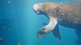 A manatee in the protected sanctuary of Homosassa Springs December 2024