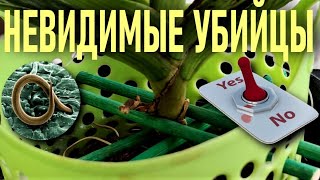 видео: НЕМАТОДЫ! НЕВИДИМЫE YБИЙЦЫ ОРХИДЕЙ! ОРХИДЕЯ ПОГИБАЕТ!?! ПОЧЕМУ? МЕТОДЫ СПАСЕНИЯ НЕСПАСАЕМЫХ ОРХИДЕЙ! картинка: НЕМАТОДЫ! НЕВИДИМЫE YБИЙЦЫ ОРХИДЕЙ! ОРХИДЕЯ ПОГИБАЕТ!?! ПОЧЕМУ? МЕТОДЫ СПАСЕНИЯ НЕСПАСАЕМЫХ ОРХИДЕЙ!
