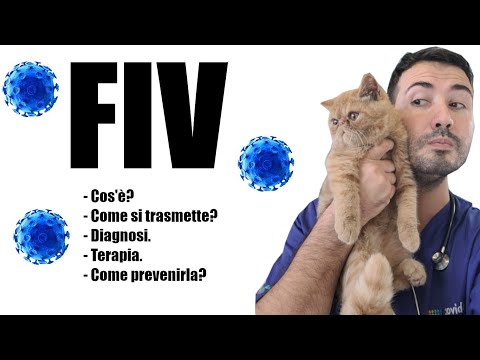 Video: Virus dell'immunodeficienza felina (FIV)