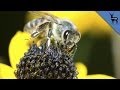 Why Bees Aren&#39;t Making Honey