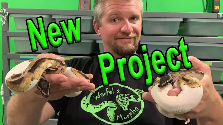 New Pied Project (Piebald Ball Python)