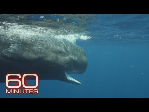 The Sperm Whales of Dominica | Sunday on 60 Minutes