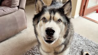 What My Husky Does When I’m Not Around...