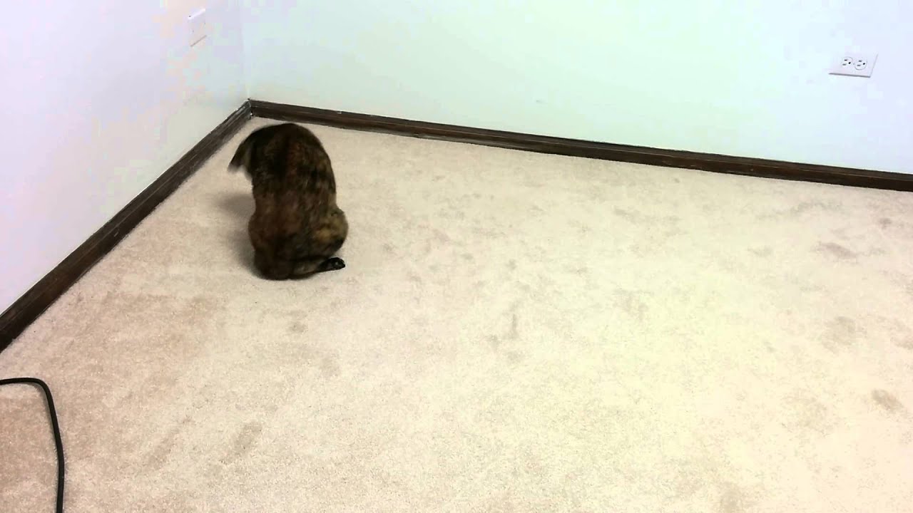 cats inn Additional smokey