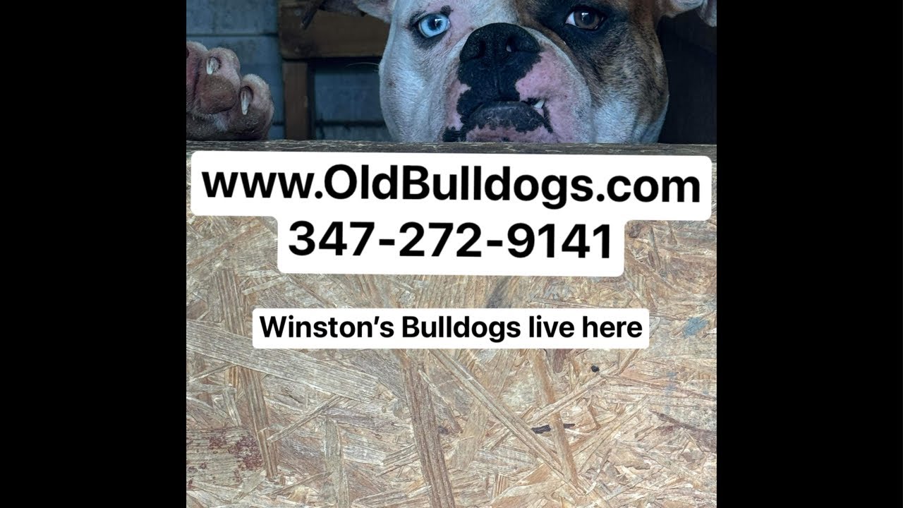 THE MASTER OF ALL BULLDOGS IS THE BEST DOG BREEDER AND MOST KNOWLEDGEABLE ABOUT ALL BREEDS OF DOGS